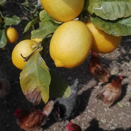 Sa Granja * 아르타
